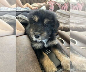 Aussiedoodle Miniature Dogs for adoption in Hillsboro, MO, USA