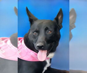 Australian Kelpie-Unknown Mix Dogs for adoption in Pasadena, CA, USA