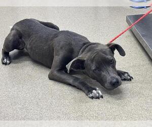 American Staffordshire Terrier-Unknown Mix Dogs for adoption in Grand Prairie, TX, USA