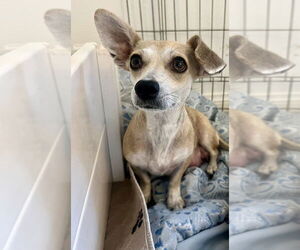 Chihuahua Dogs for adoption in San Diego, CA, USA