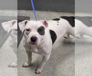 American Staffordshire Terrier Dogs for adoption in Tallahassee, FL, USA