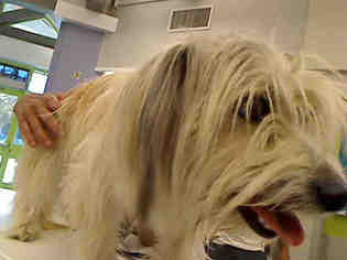 Havanese Dogs for adoption in Rancho Cucamonga, CA, USA