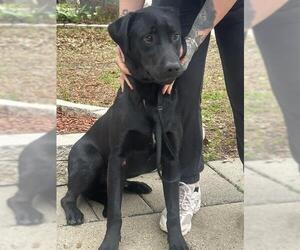 Labrador Retriever-Unknown Mix Dogs for adoption in San Antonio, TX, USA