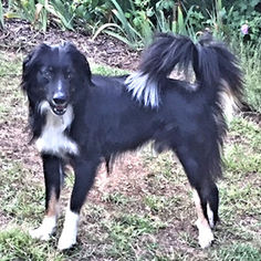 Border-Aussie Dogs for adoption in Rutherfordton, NC, USA