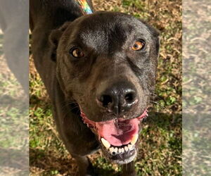 Labrador Retriever Dogs for adoption in Tarboro, NC, USA