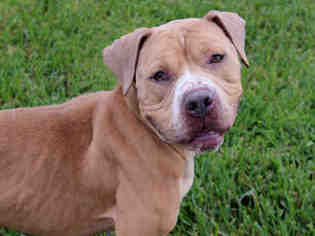 American Pit Bull Terrier-Unknown Mix Dogs for adoption in West Palm Beach, FL, USA