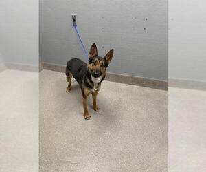 German Shepherd Dog-Unknown Mix Dogs for adoption in Las Vegas, NV, USA