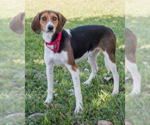 Beagle-Black and Tan Coonhound-Labrador Retriever Mix Dogs for adoption in Miami, FL, USA