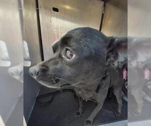 Chihuahua-Unknown Mix Dogs for adoption in San Antonio, TX, USA