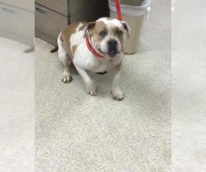 American Bulldog Dogs for adoption in Riverside, CA, USA