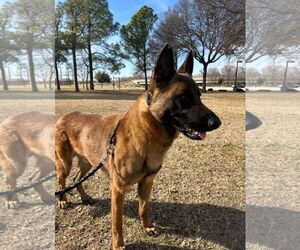 Mutt Dogs for adoption in Euless, TX, USA