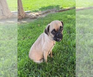Pug-Unknown Mix Dogs for adoption in Riverside, CA, USA