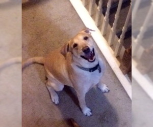 Labrador Retriever-Unknown Mix Dogs for adoption in Alvin, TX, USA