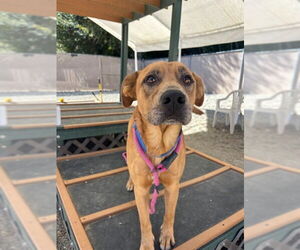 Labrador Retriever-Unknown Mix Dogs for adoption in Palmetto, FL, USA