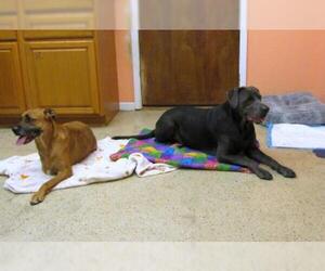 Labmaraner Dogs for adoption in York, SC, USA