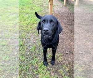 Mutt Dogs for adoption in Bryant, AR, USA