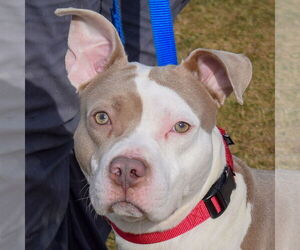 American Bulldog-American Staffordshire Terrier Mix Dogs for adoption in Huntley, IL, USA