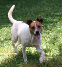 Basenji-Unknown Mix Dogs for adoption in Monroe, VA, USA