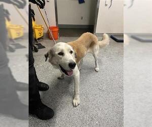 Great Pyrenees Dogs for adoption in Houston, TX, USA