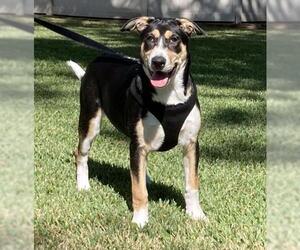 Australian Shepherd-Unknown Mix Dogs for adoption in Alvin, TX, USA