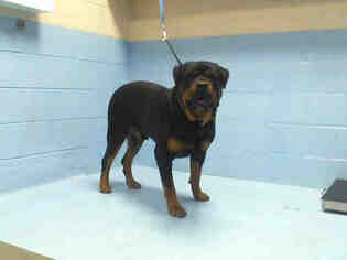 Rottweiler Dogs for adoption in Moreno Valley, CA, USA