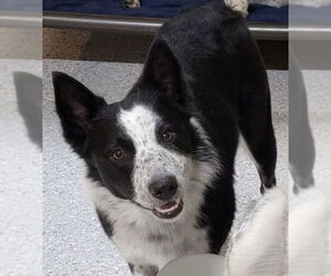Border Collie Dogs for adoption in Highland, IL, USA