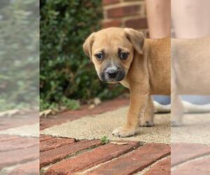 Mutt Dogs for adoption in Woodstock , GA, USA