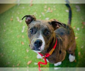 Catahoula Leopard Dog-Unknown Mix Dogs for adoption in Orlando, FL, USA