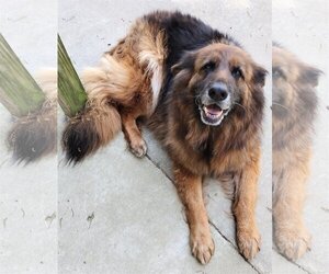 German Shepherd Dog-Unknown Mix Dogs for adoption in Baileyton, AL, USA