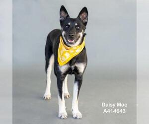 Australian Kelpie Dogs for adoption in Conroe, TX, USA