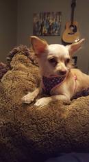 Medium Photo #1 Chihuahua Puppy For Sale in Clifton, TX, USA