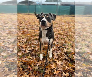 American Pit Bull Terrier-Beagle Mix Dogs for adoption in Pacolet, SC, USA