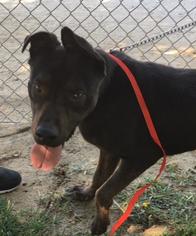 Rottweiler-American Pit Bull Terrier Dogs for adoption in HESPERIA, CA, USA