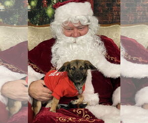 Chiweenie Dogs for adoption in Rockaway, NJ, USA