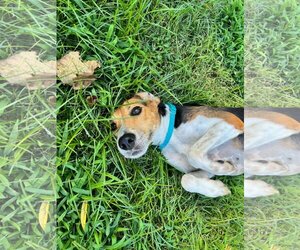 Mutt Dogs for adoption in Richmond, VA, USA