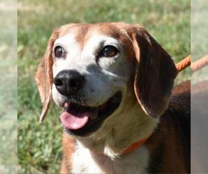 Beagle Dogs for adoption in Nashville, IN, USA