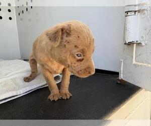Chihuahua-Unknown Mix Dogs for adoption in Riverside, CA, USA