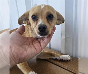 Chihuahua Dogs for adoption in Bakersfield, CA, USA