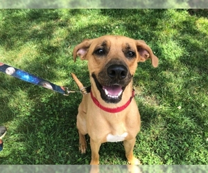 Black Mouth Cur Dogs for adoption in Hampton Bays, NY, USA