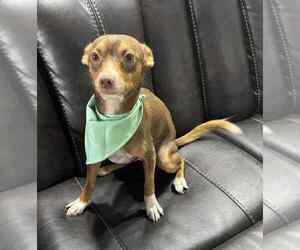 Chihuahua Dogs for adoption in FRAMINGHAM, MA, USA