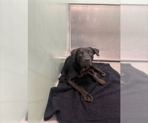 Labrador Retriever-Unknown Mix Dogs for adoption in Palmetto, FL, USA