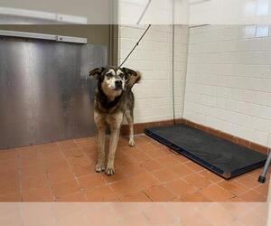 Australian Shepherd-German Shepherd Dog Mix Dogs for adoption in Camarillo, CA, USA