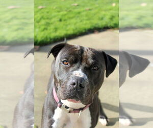 Mutt Dogs for adoption in Petaluma, CA, USA