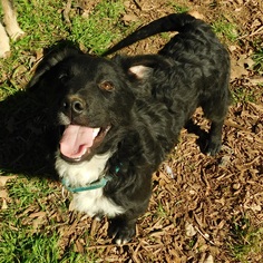 Mutt Dogs for adoption in Cedar Creek, TX, USA