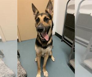 German Shepherd Dog-Siberian Husky Mix Dogs for adoption in London, Ontario, Canada