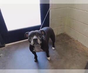 Mutt Dogs for adoption in Tulsa, OK, USA