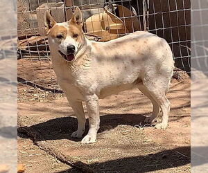 Mutt Dogs for adoption in Cottonwood, AZ, USA
