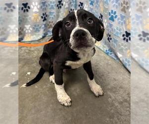 Medium Photo #1 Labrador Retriever-Unknown Mix Puppy For Sale in Rosenberg, TX, USA
