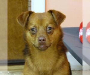 ShiChi Dogs for adoption in York, SC, USA