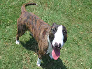 Bull Terrier Dogs for adoption in Plano, TX, USA